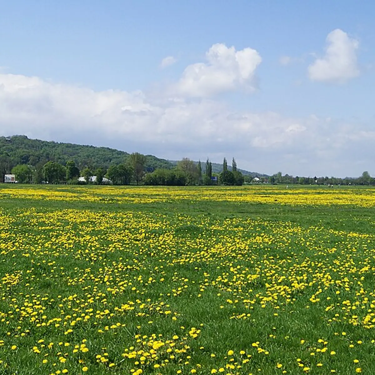 Błonia Krakowskie