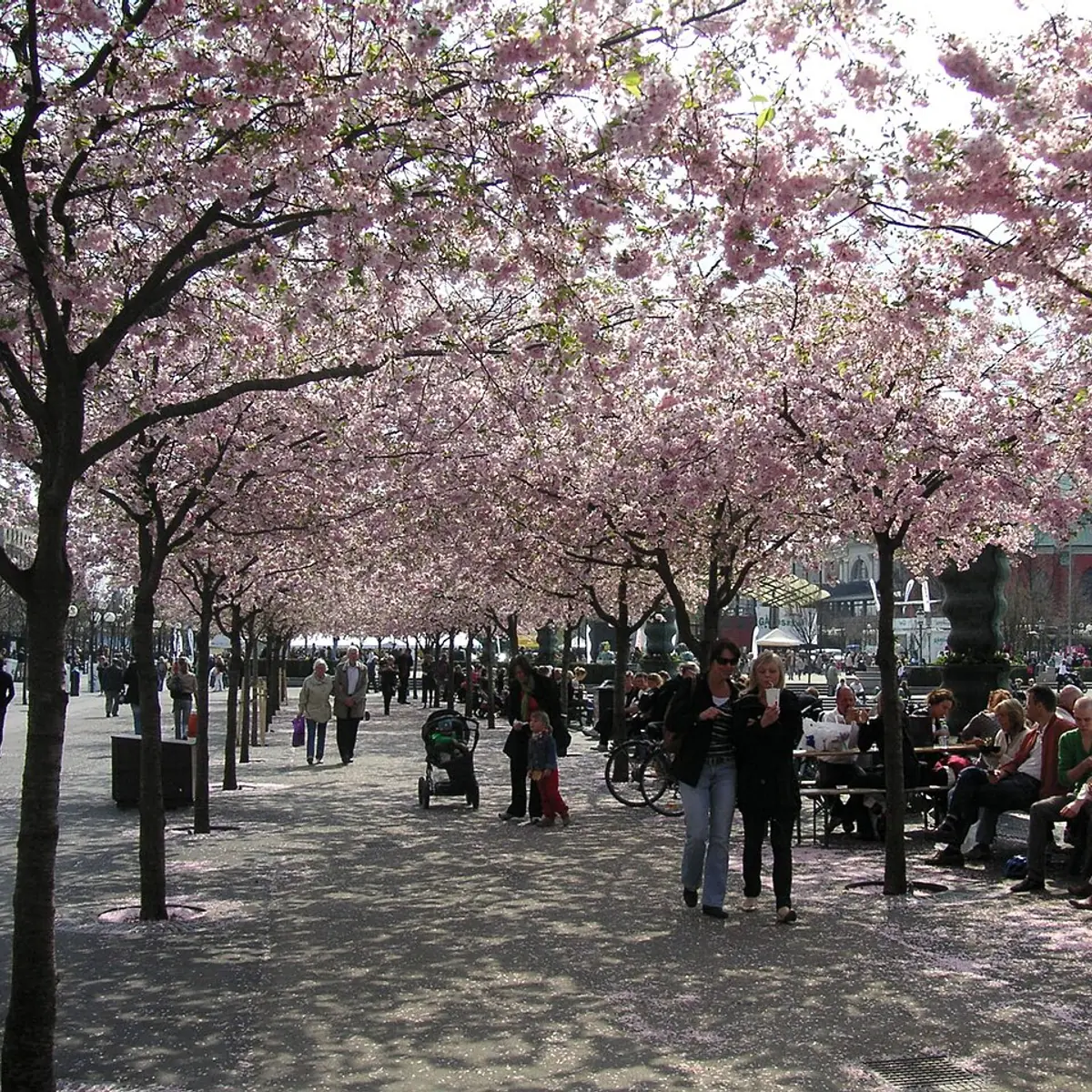 Kungsträdgården