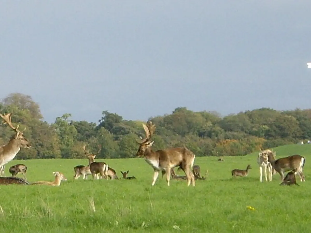 Phoenix Park