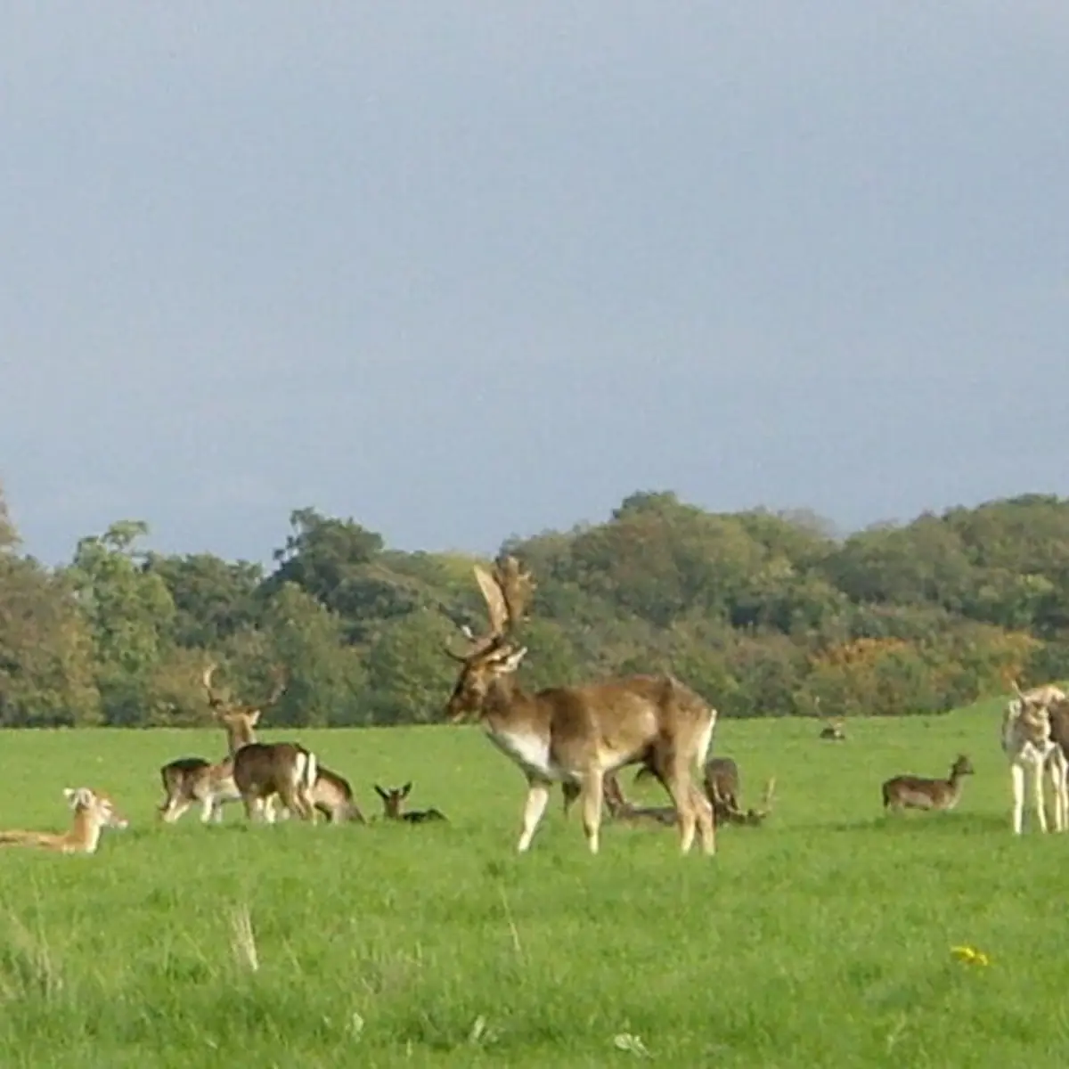Phoenix Park