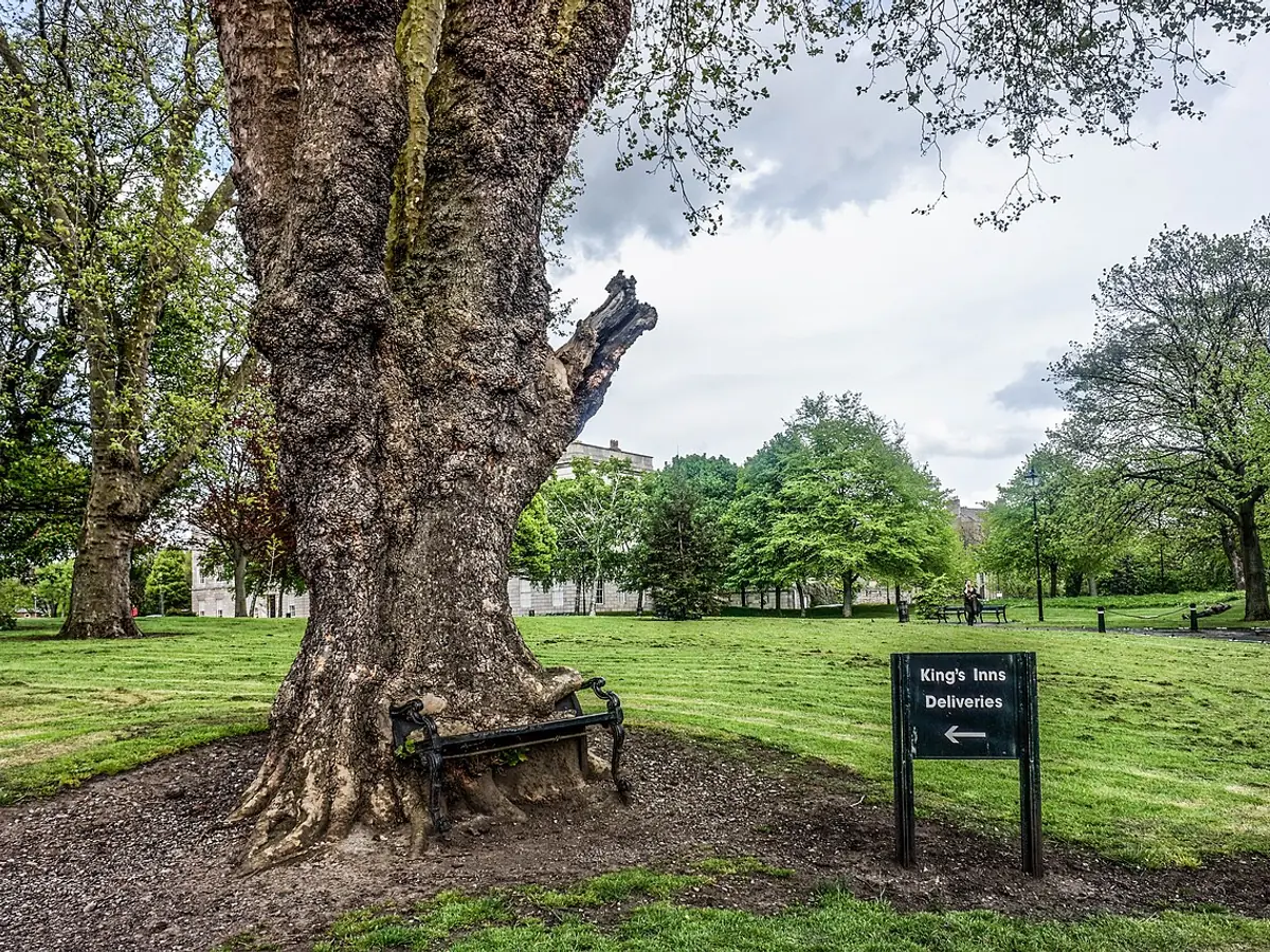 Hungry Tree