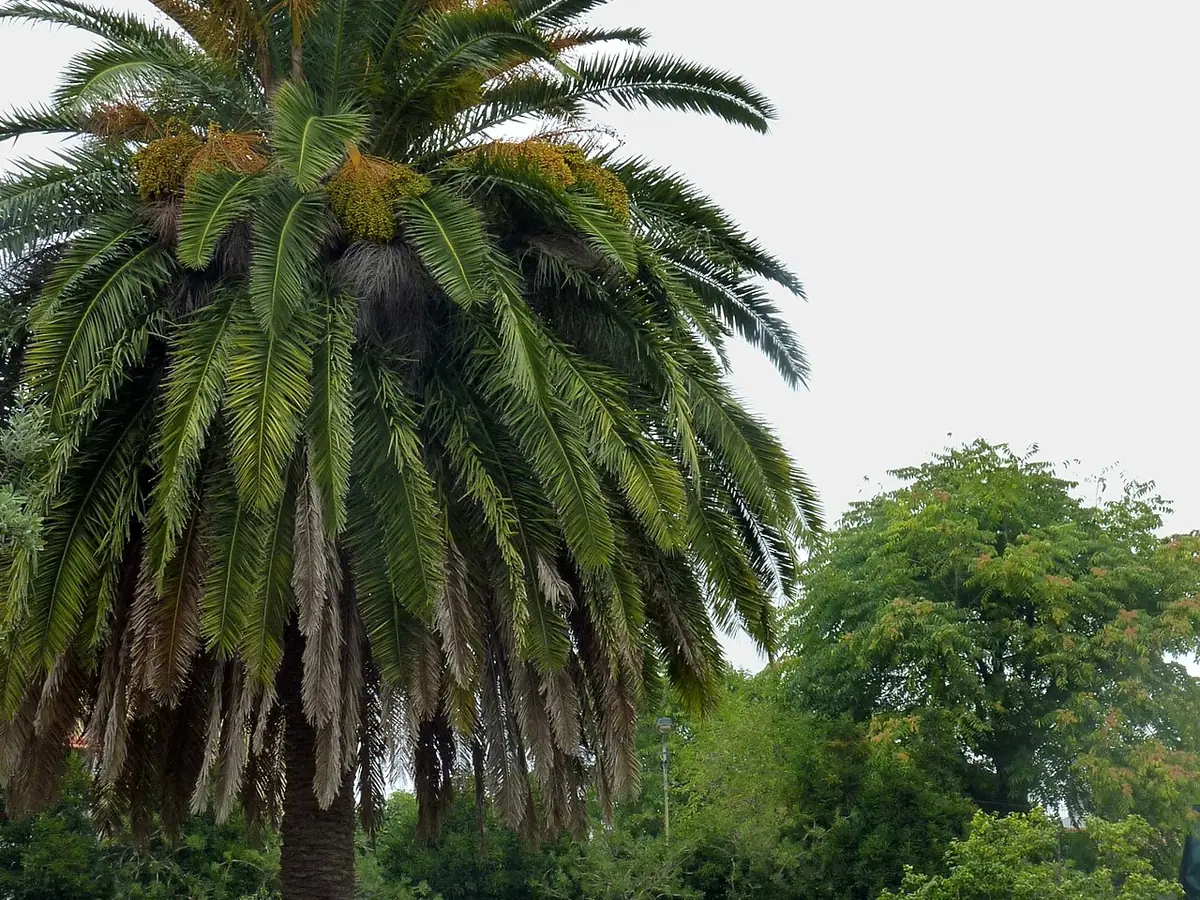Jardim da Pena