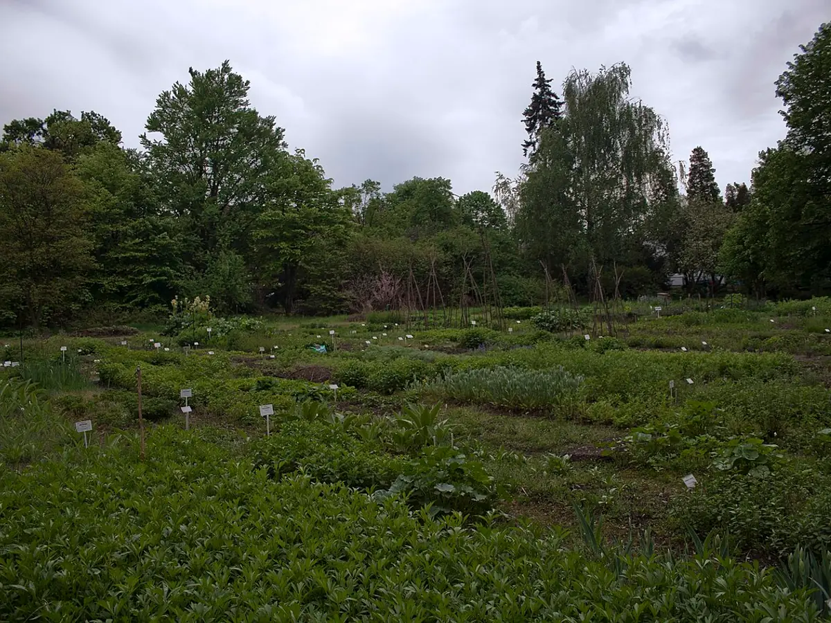 Ogród Botaniczny Roślin Leczniczych Uniwersytetu Medycznego