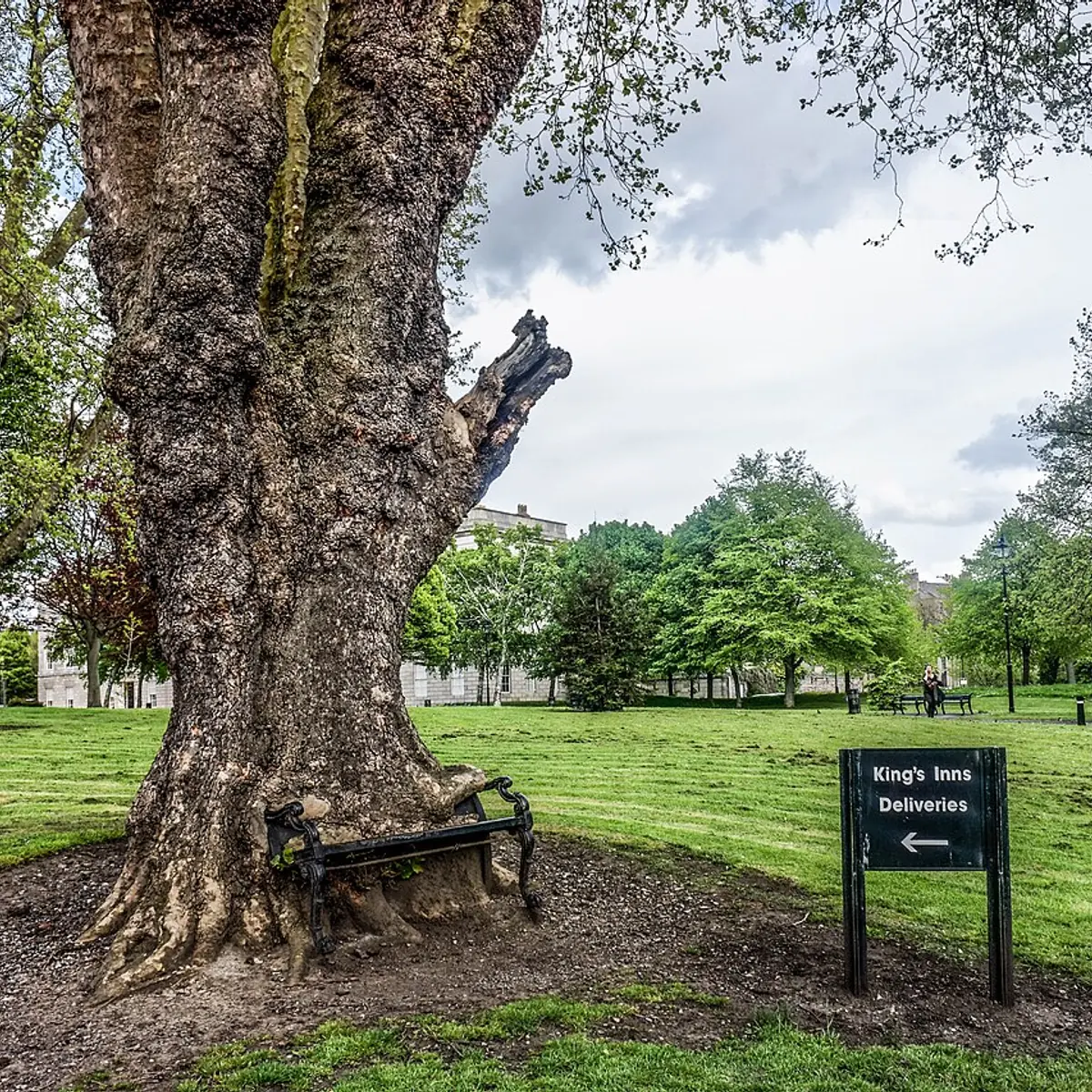 Hungry Tree