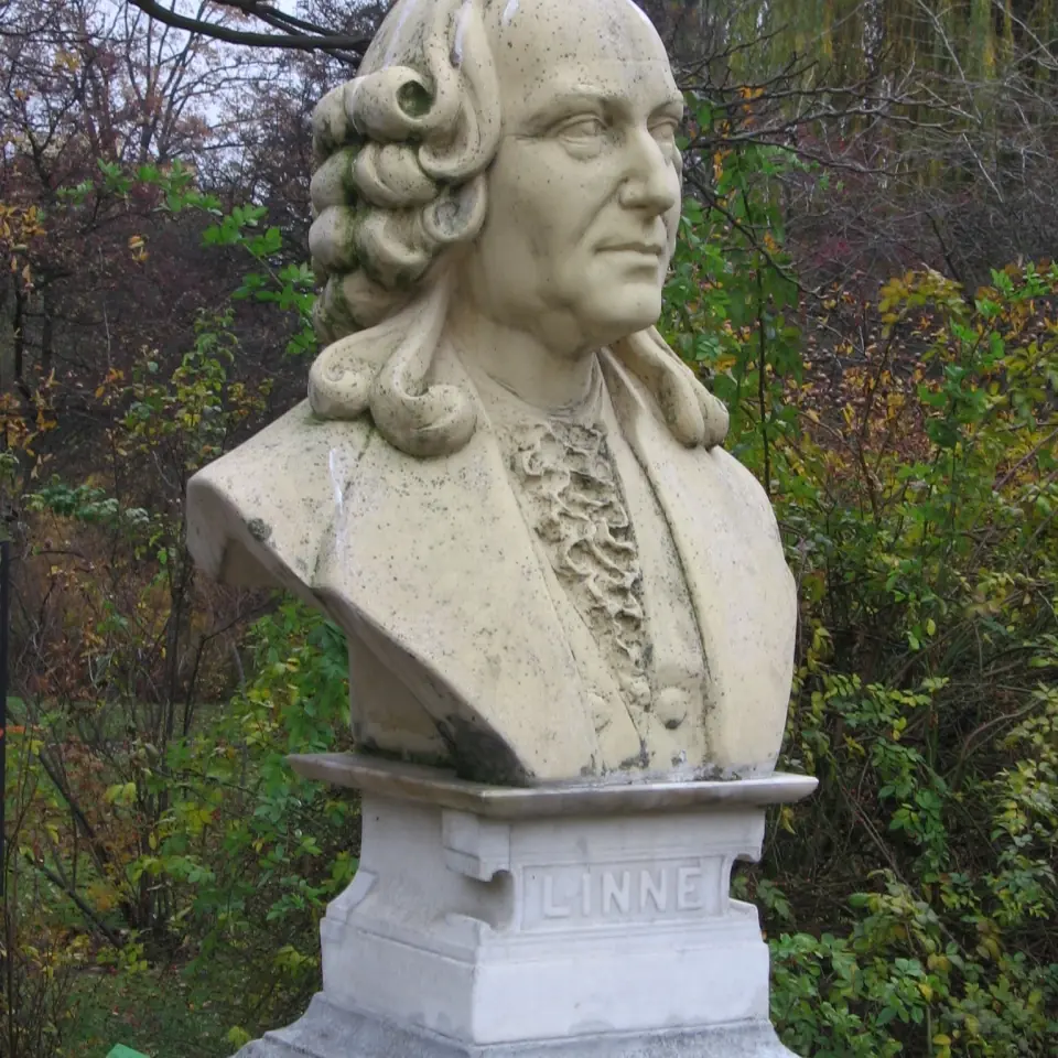 Karol Linneusz