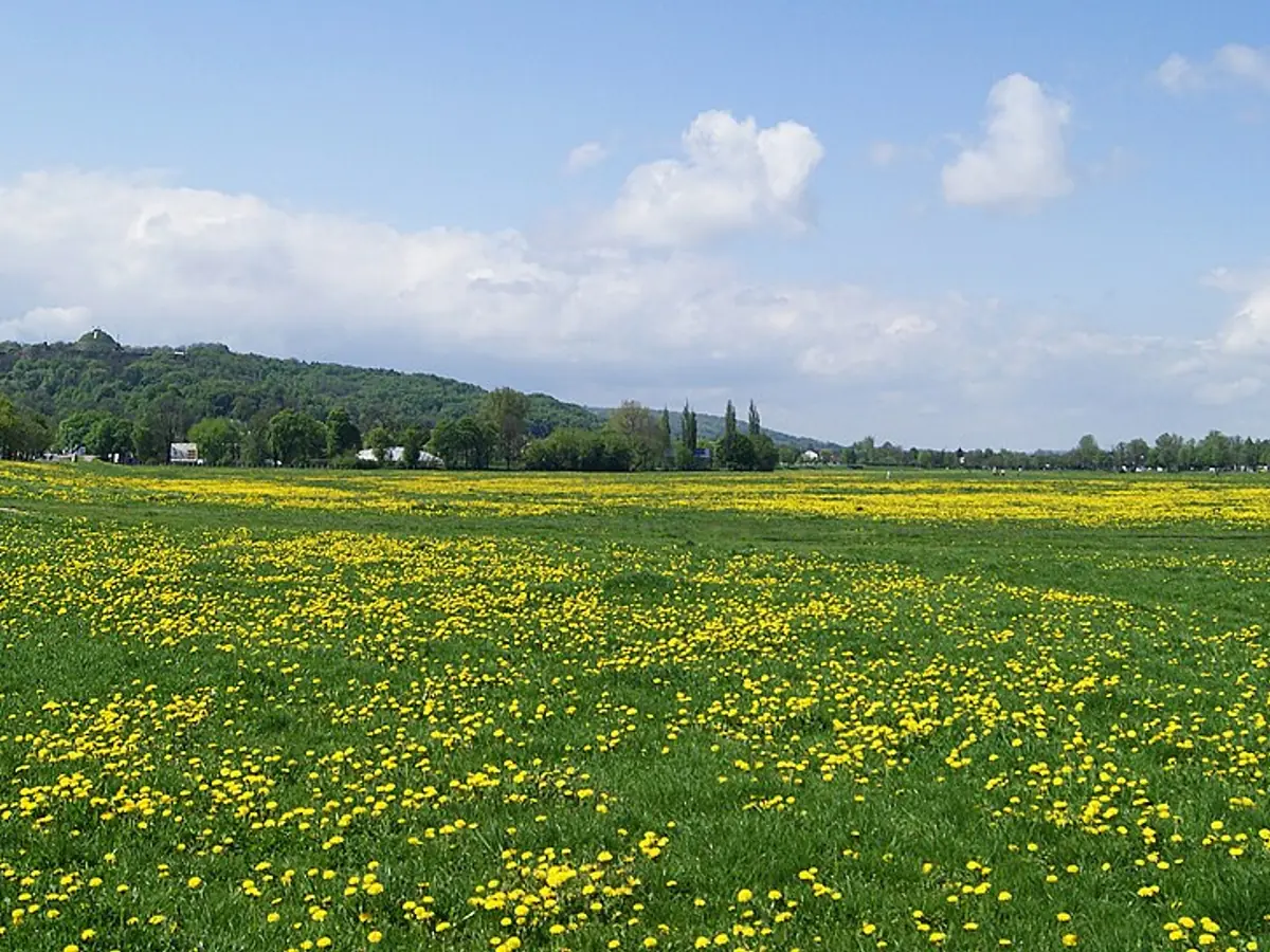 Błonia Krakowskie
