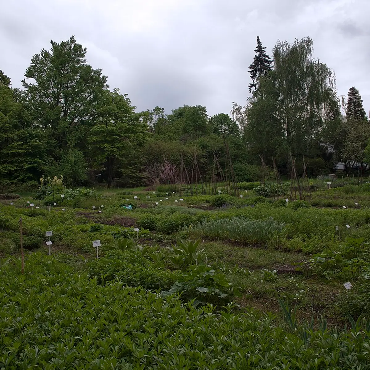 Ogród Botaniczny Roślin Leczniczych Uniwersytetu Medycznego
