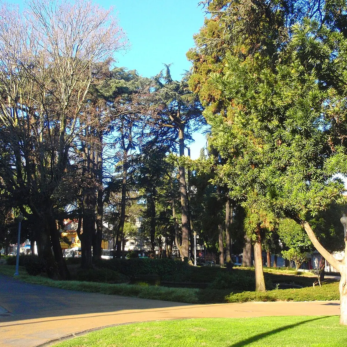 Jardim de Carrilho Videira
